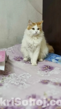 পার্শিয়ান ক্যাট